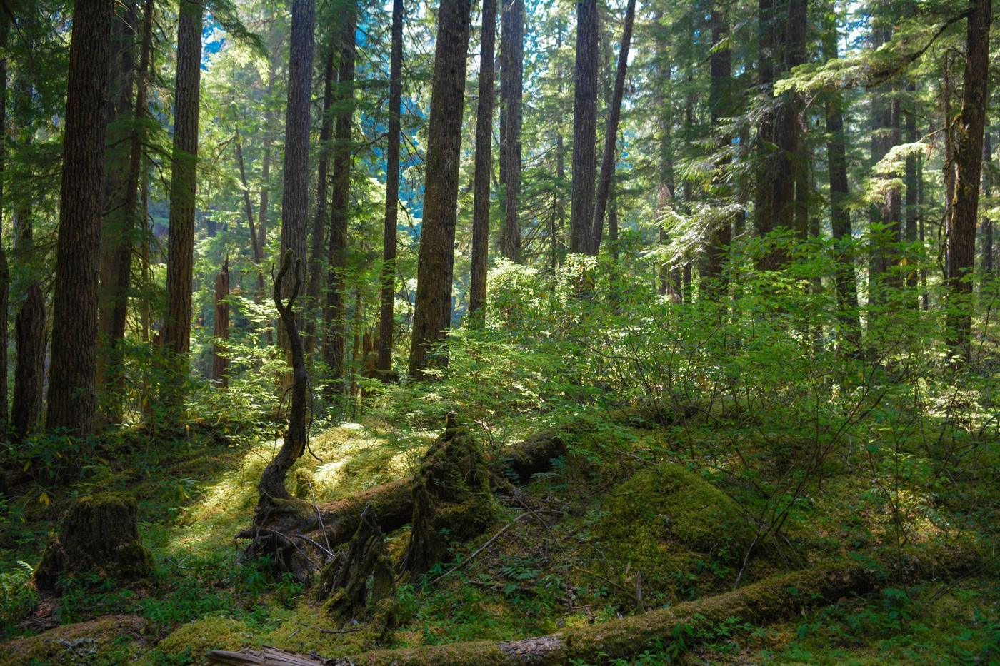 Sunlit old-growth forest with moss-covered logs