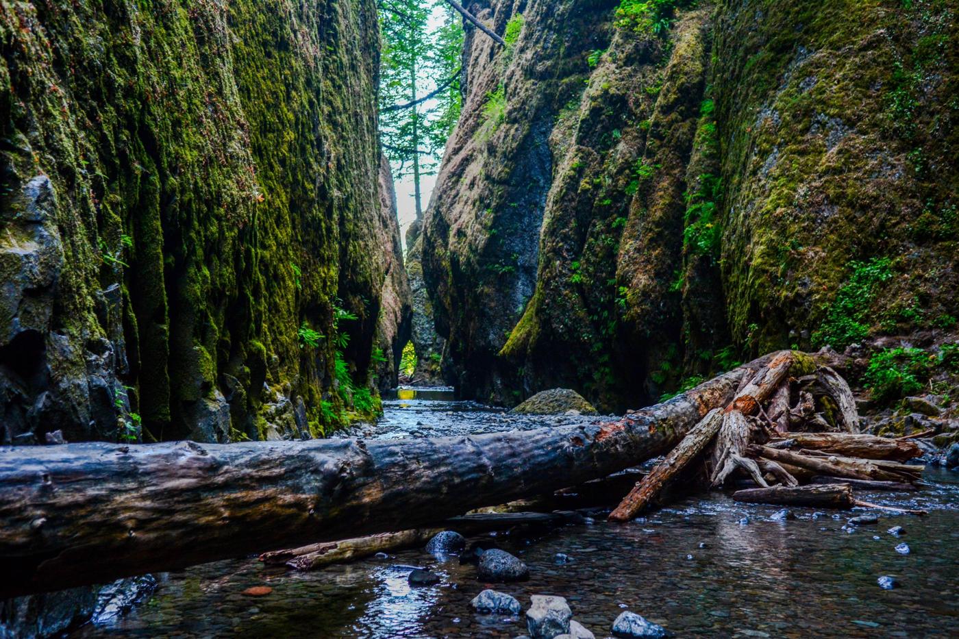 Narrow mossy gorge with a fallen log over a shallow stream